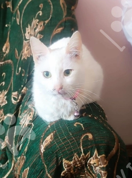 Türk anqorı