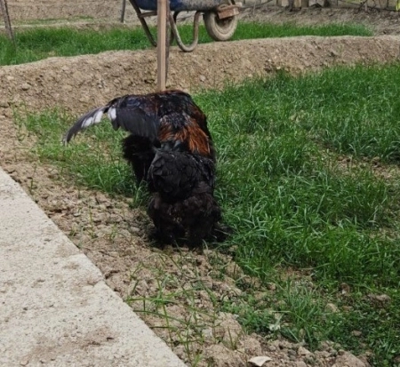 Brama yumurtaları