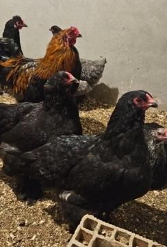 Brama yumurtaları