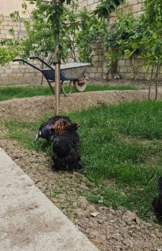 Brama yumurtaları