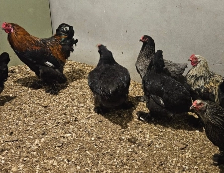 Brama yumurtaları