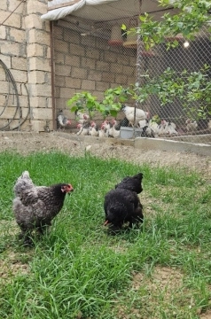 Brama yumurtaları
