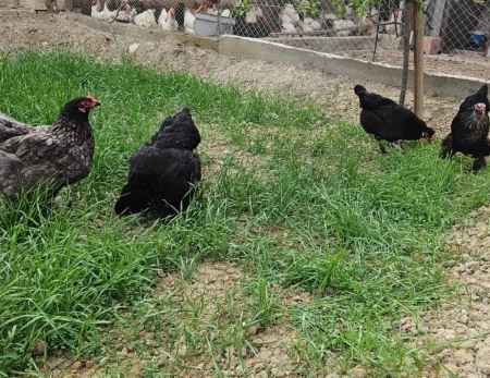Brama yumurtaları