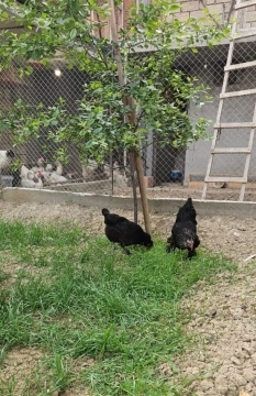 Brama yumurtaları