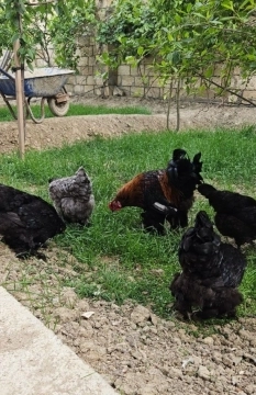 Brama yumurtaları