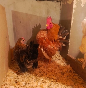 Serama cücələri