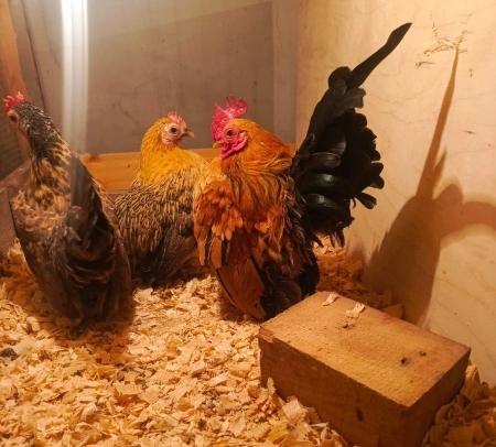 Serama cücələri