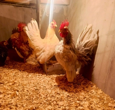 Serama cücələri