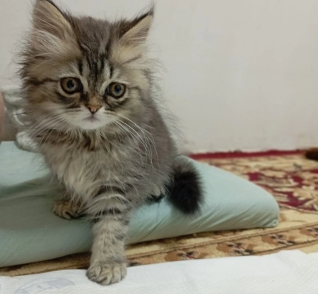 Şotland pişiyi balası