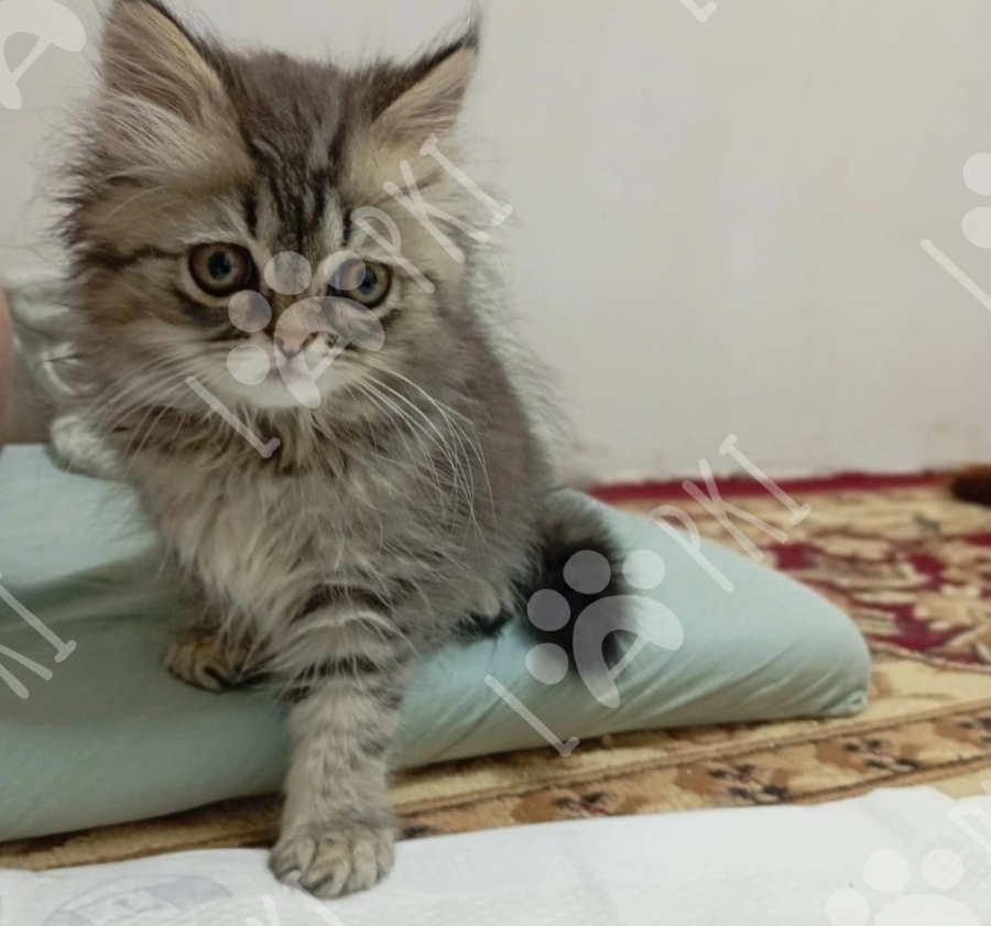Şotland pişiyi balası