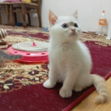 Şotland pişiyi balası