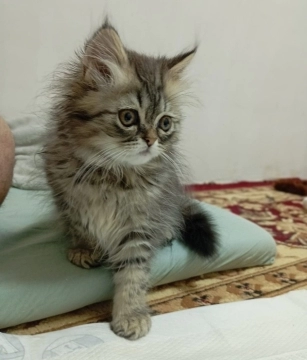 Şotland pişiyi balası