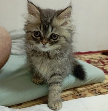 Şotland pişiyi balası