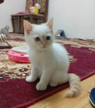 Şotland pişiyi balası
