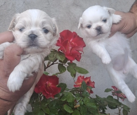 Pekines