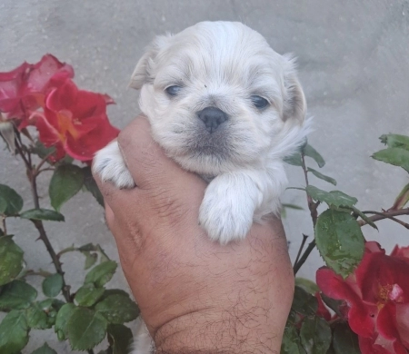 Pekines