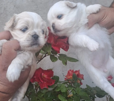 Pekines