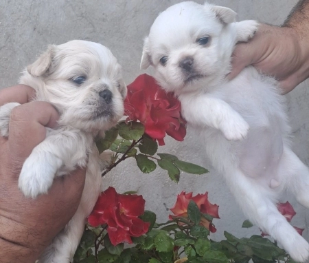 Pekines