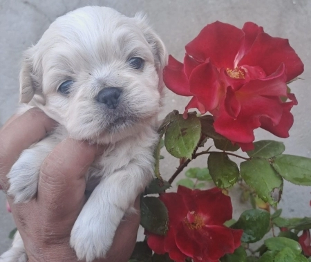 Pekines