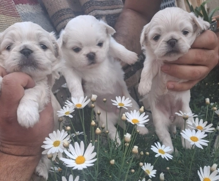 Pekines