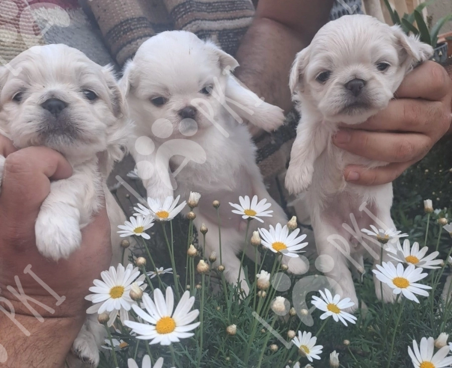 Pekines