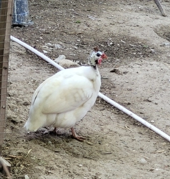 Firəng quşu 