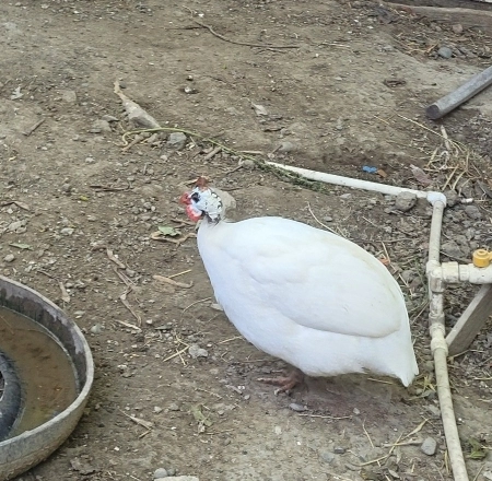 Firəng quşu 
