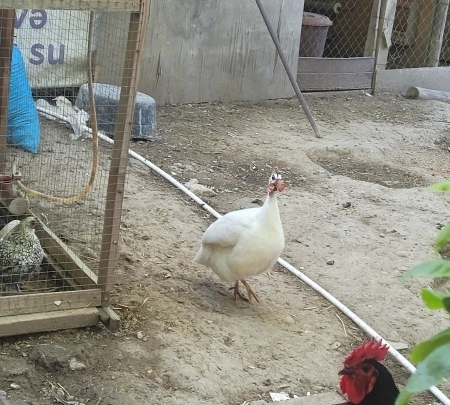 Firəng quşu 
