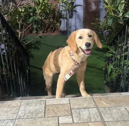Qızılı retriver