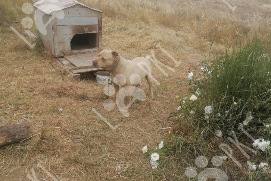 Pitbul