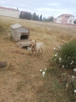 Pitbul