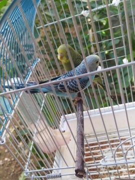 Tutuquşular