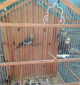 Tutuquşular