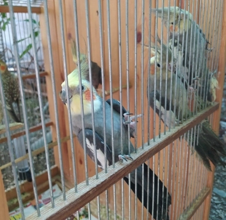 Tutuquşular