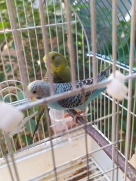 Tutuquşular