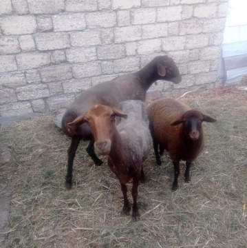 Qoyunlar