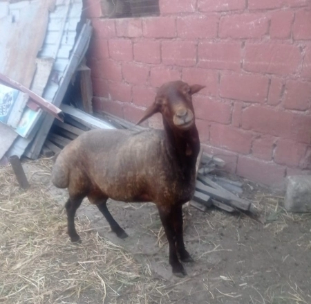 Qoyunlar