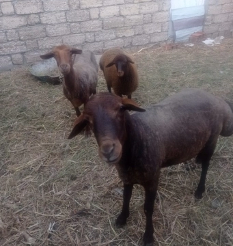 Qoyunlar