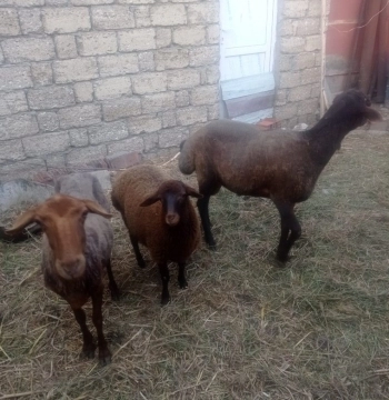 Qoyunlar