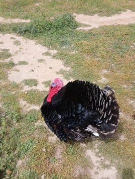 Hinduşkalar