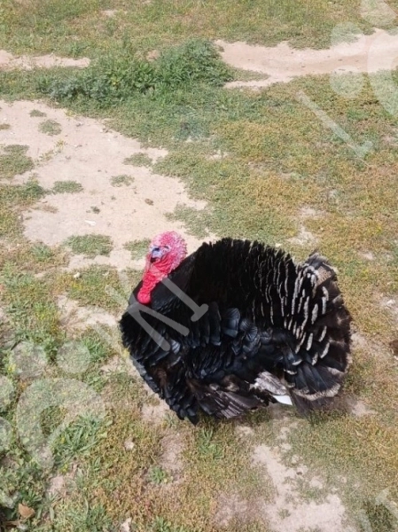 Hinduşkalar