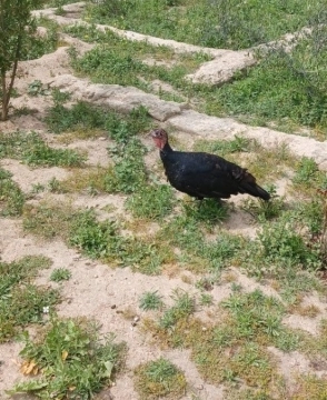 Hinduşkalar