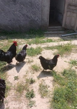 Avstrolop toyuqlar