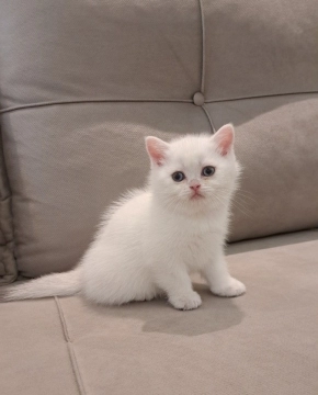 Котенок
