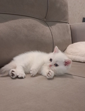 Котенок