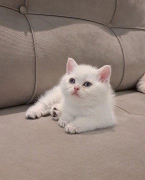 Котенок