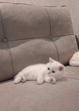 Котенок
