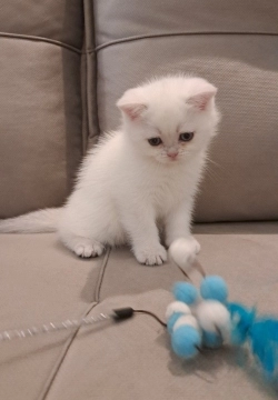 Котенок