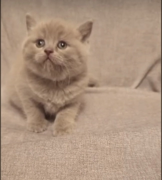 British shorthair pişikləri