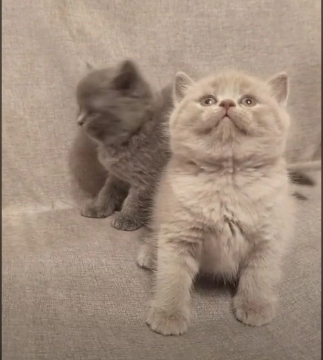 British shorthair pişikləri